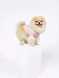 Pomeranian Dog & Owner Matching Pyjamas