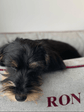 Dog Bed