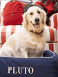 Dog Bed Navy Blue